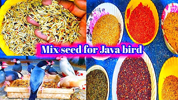 Java bird mix seed || Breeding seed mix for java sparrow 2022