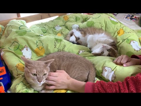 「こっちも撫でてほしいです」と手を上げてそうな猫