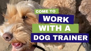 Come to Work with a Dog Trainer