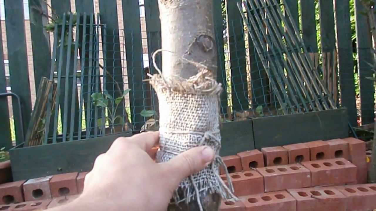 Organic Codling Moth Control For Small Gardens With Cloth & Spray If