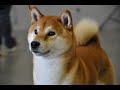 SHIBA INU ШИБА ИНУ ПОДБОРКА СМЕШНЫЕ СОБАКИ