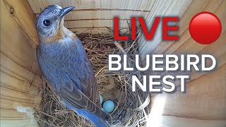 LIVE BLUEBIRD NEST CAM - Day 9 of Incubation