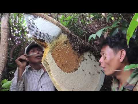 Harvesting Honey from