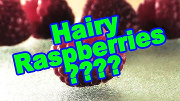 Raspberry Time Lapse