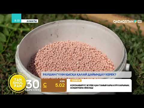 Бейне: Гладиолиді отырғызу және күту (40 фото): далада қалай отырғызу керек және көктемде оларға қалай күтім жасау керек? Оралда қалай өсіру керек? Шамдарды қыс мезгіліне дұрыс дайындау