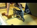 息子の筋トレ中にかまって～猫　　　muscle training & Cat