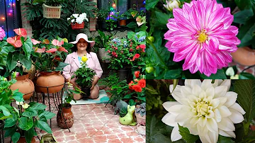 ¿Cómo puedo mantener las dalias en flor todo el verano?