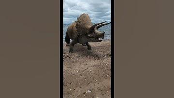 Google 3D: Triceratops In Seahshore!