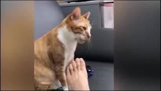 Kucing Lucu Cium Bau Kaki |  Kucing Lucu Bikin Ngakak | Video Lucu