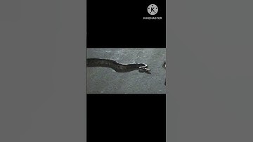 WILD PYTHON RESCUE IN VILLAGE