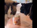 Freeze-Dried Chicken Treats for Cats--will picky eater eat?