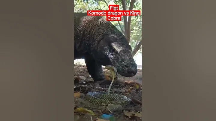 viral. Komodo dragons vs King Cobra#shorts #viral #animals #komodo