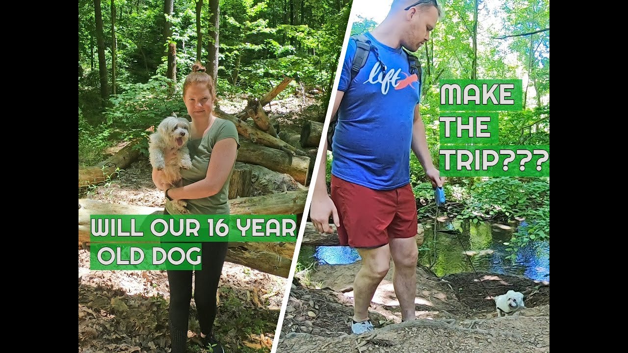Our 2 Mile Hike around Branford Supply Pond with our Old Dog YouTube