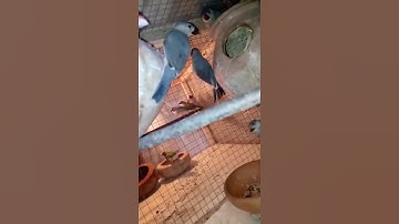 The Java Finch Colony in Captivity #shorts #short #viral #viralshorts #ytshorts #youtubeshorts