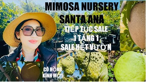 Cô Hồng Tiếp Tục Sale Nhiều Cây Ăn Trái Mua 1 Tặng 1 Tuỳ Chọn tt1080