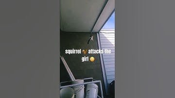Squirrel 🐿️ attacks a girl 😳