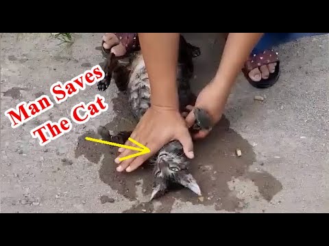 वीडियो: मदद! मेरी बिल्ली डूबने से नहीं रोकेगी