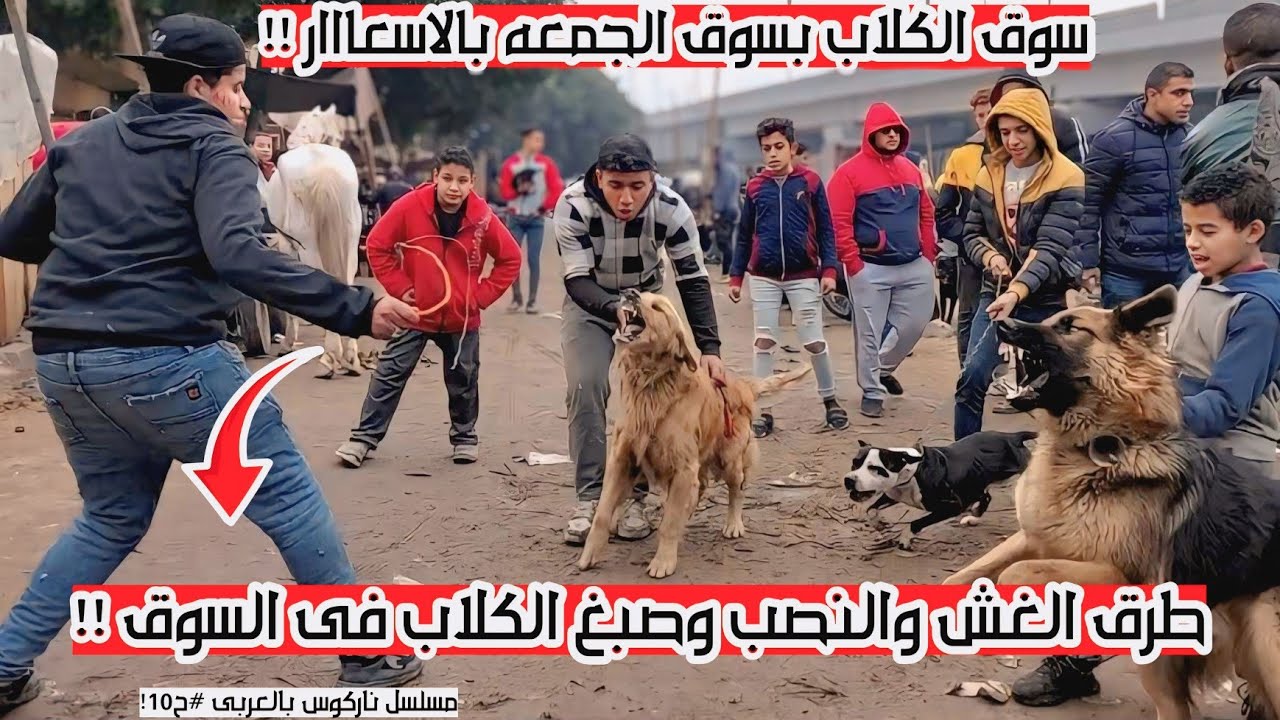 سوق الكلاب بسوق الجمعه بالاسعاااار جيرمن روت بيتبول مالينو كين كورس وطرق النصب وصبغ الكلاب فالسوق !!