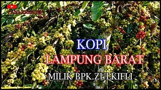 Potensi Perkebunan Kopi Lampung Barat Milik Bpk Zulkifli Luar Biasa