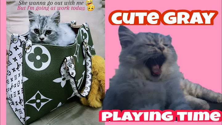 Watch the video about Funny , cute cat playing straw | gray British persian