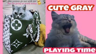 funny , cute cat playing straw | gray British persian by Gray British Persian 174 views 3 years ago 14 minutes, 12 seconds