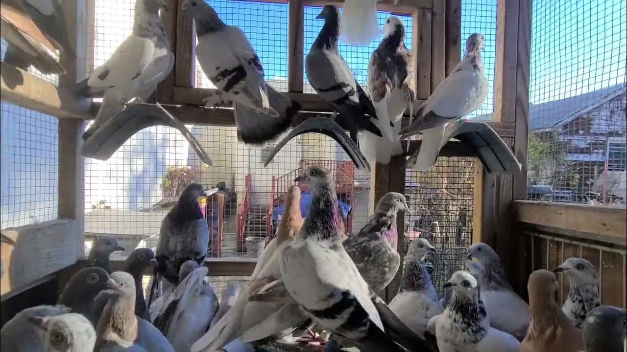 A few tips for beginners getting into pigeons YouTube