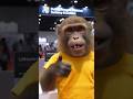 New Monkey 🙊😱 Video in Exhibitions 😂😂 #evcars #aivlog #ai #trendingcartoon #monkeyvlog #monkey