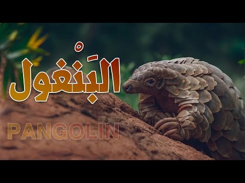 البنغول حيوان عديم الأسنان  