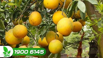 Cách bón phân để cây bưởi Diễn cho quả ngọt | VTC16