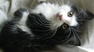 Kittens Are Playing - Funny Cats - Cute Kitten - Domestic Cat