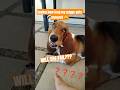 She failed too fast | #hushpawlife #bassethound #cute #challenge #annoying #puppy