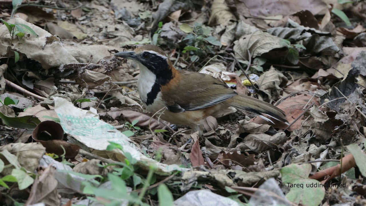 Greater necklaced laughingthrush(Garrulax pectoralis) 