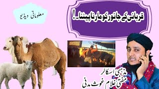 Qurbani k Janwar Ko Marna Petna Jaiz Nehi | Qurbani k Masail | Mufti Ghulam Ghous Madni