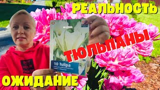 ТЮЛЬПАНЫ - ОЖИДАНИЕ И РЕАЛЬНОСТЬ! ЧТО ПОСАДИЛА, И ЧТО ВЫРОСЛО!