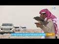 الدوحة مالكو الصقور يستعرضون تقليدا عمره قرون في مهرجان صيد بصحراء قطر الدوحة مالكو الصقور يستعرضون تقليدا عمره قرون في مهرجان صيد بصحراء قطر