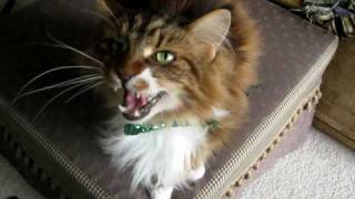 Max the Maine Coon Cat sings