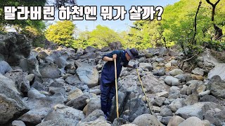 말라버린 제주도 하천에는 어떤 생물이 살고 있을까? (ft.죽어가는 물고기떼 구출)