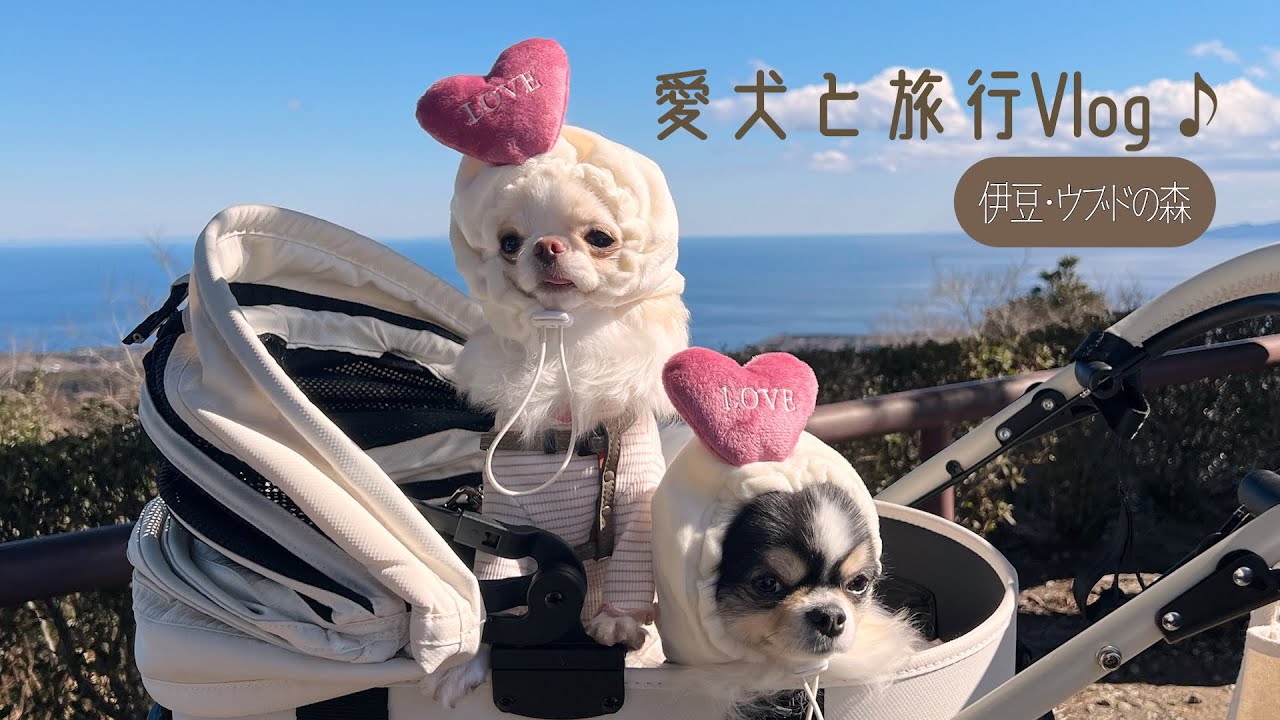 #02 愛犬と旅行！ウブドの森伊豆高原が最高すぎた♪