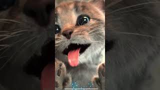 CUTE CAT LITTLE KITTENS STORY OF A LITTLE CATS FUNNY ANIMALS
