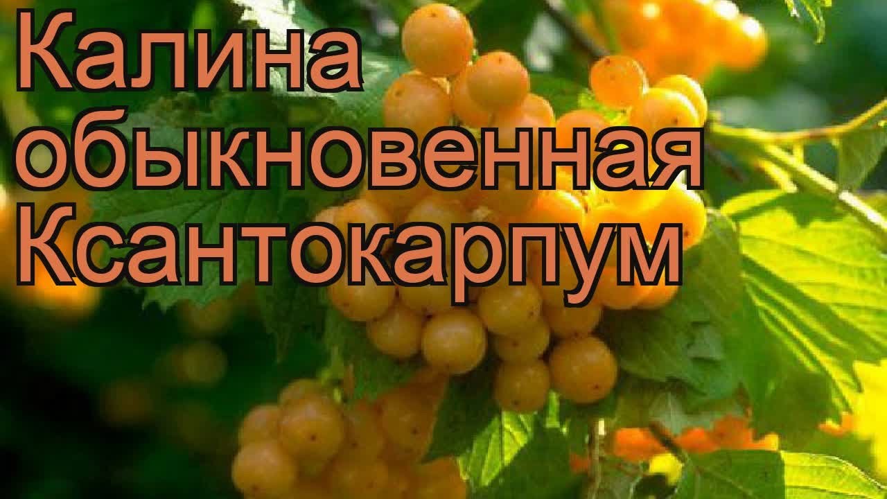 Когда садить калину