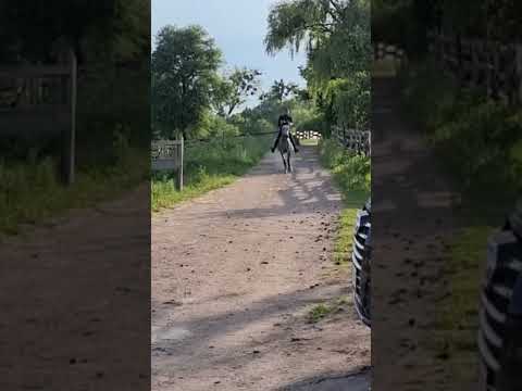 horse riding without saddle and bridle