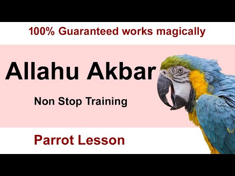 Teach your Parrot to say Allahu Akbar  Parrot Lesson  Parrot talking  Parrot learning sound