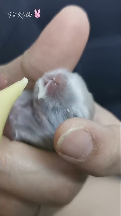 Feeding Baby Bunny - Baby Bunny Rabbit Force Feeding Drinking Milk #