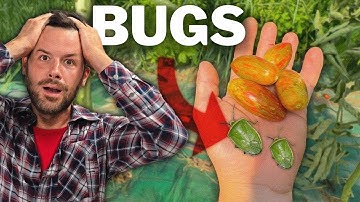 How to Get Rid of Stink Bugs: 3 Effective Strategies