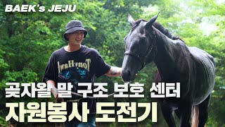 [BAEK's] BAEK's JEJU | 곶자왈 말 보호 센터 자원봉사하기 | 봉사의 아이콘 | #BAEKHO