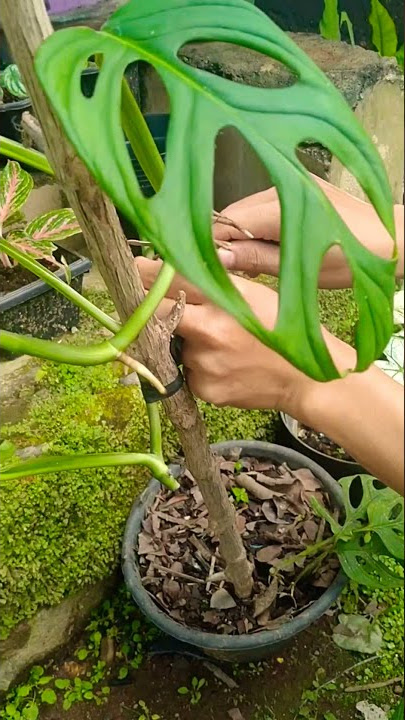 CARA MUDAH PERBANYAK TANAMAN JANDA BOLONG DENGAN STEK BATANG