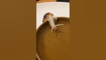 Snail Drinking Water: Incredible Moment in Nature