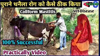 Tretment of Coliform Mastitis in Dairy Animals||पशुओं में पुराने थनैला रोग का इलाज Practically