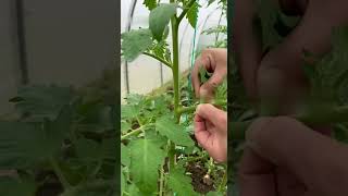 Пасынкование #сад  #дача #огород  #садоводничество #юмор