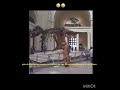 pepito al ver a su bro de hace 50 millones de años en un museo😭